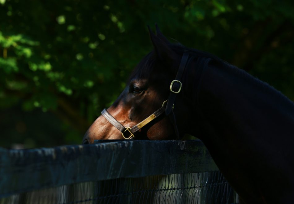 Practical Joke at the stables