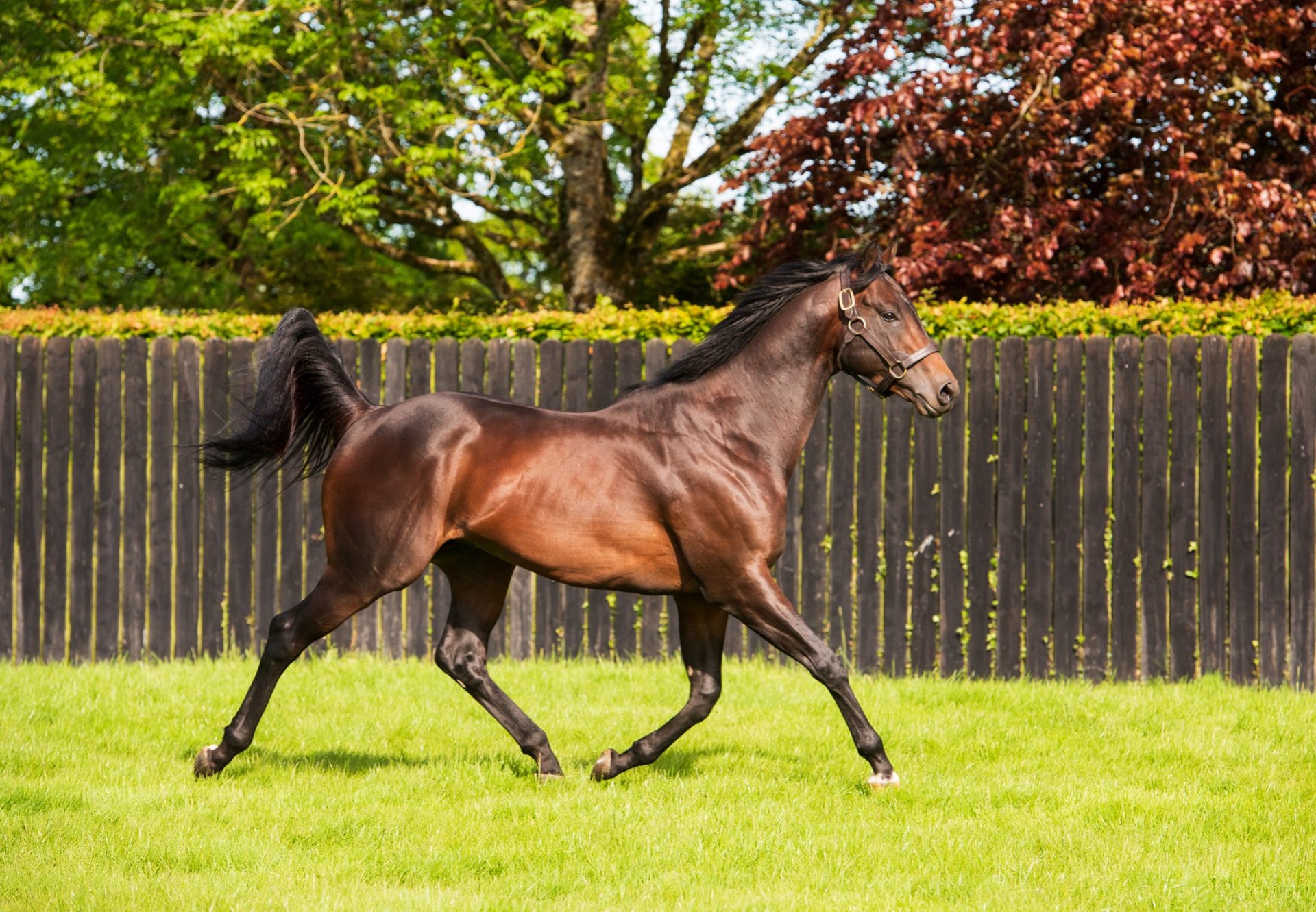 Ten Sovereigns Paddock