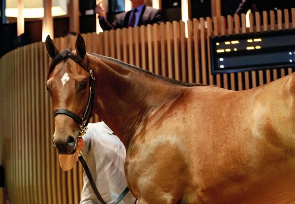 Galileo Ex Steip Amach Tops Day 1 Of Arqana Yearling Sale 2019