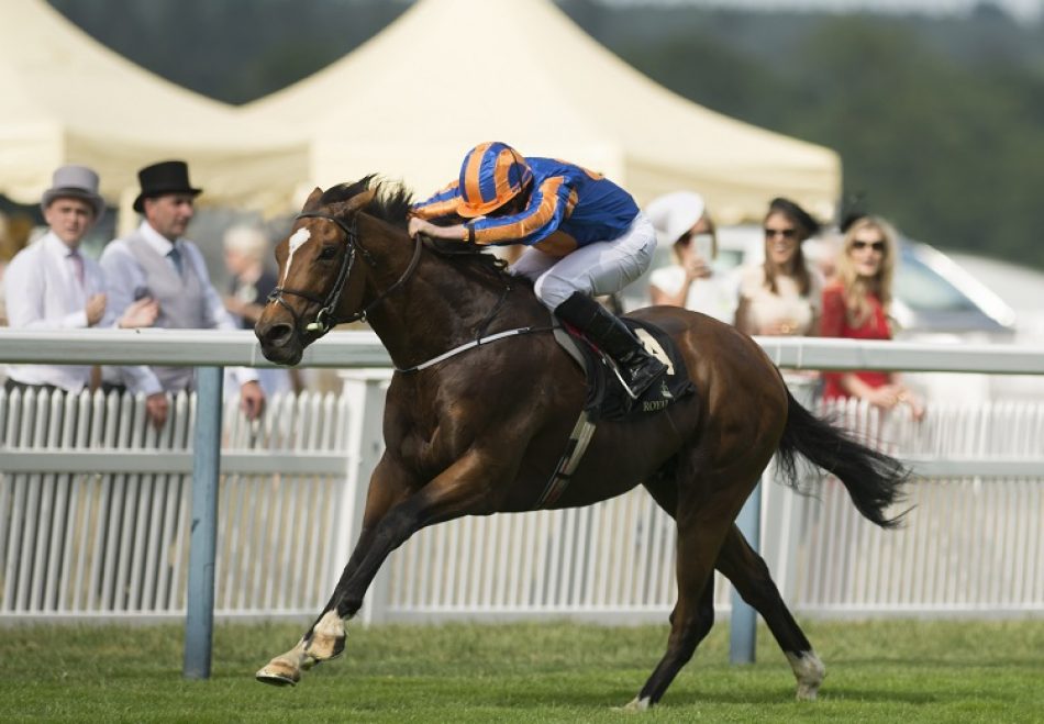 Solage Becomes The Latest Stakes Winner By Galileo