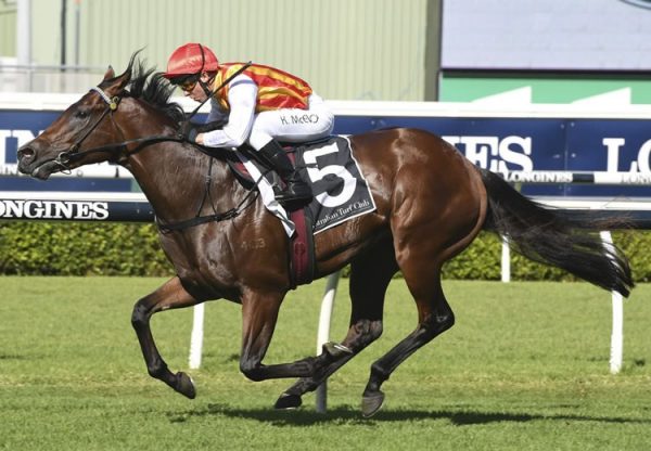 Peltzer (So You Think) winning at Randwick