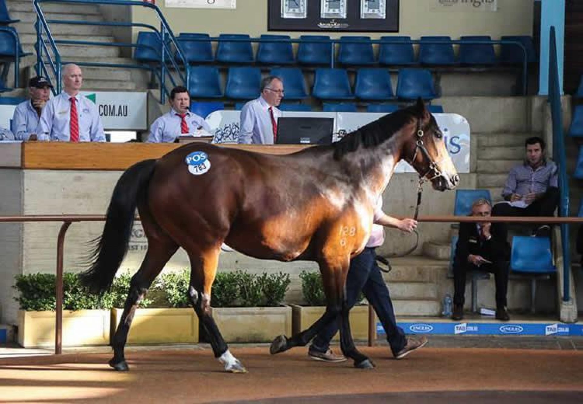 Haiku selling for $580,000at Inglis, set to be covered by Vancouver