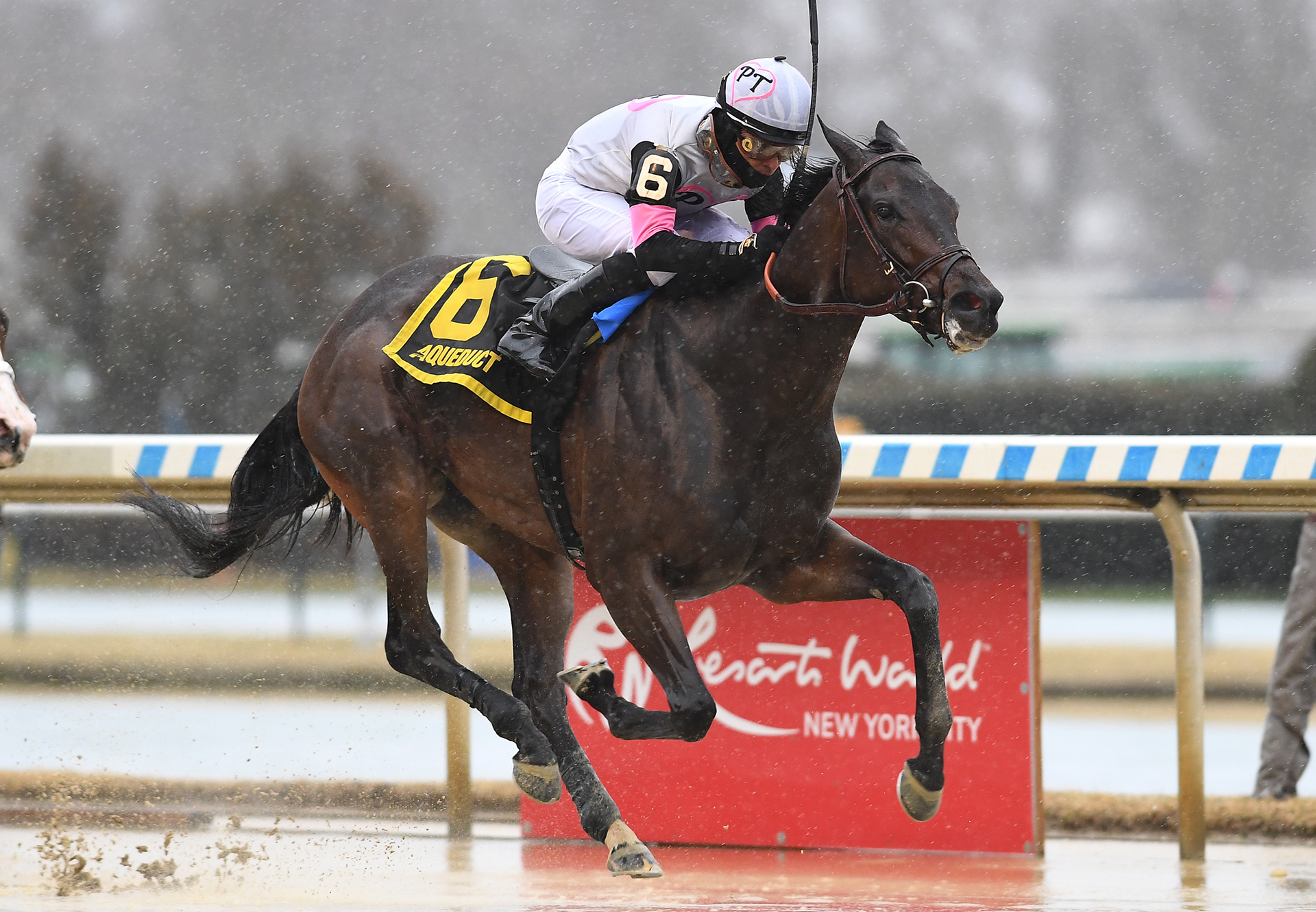 Jody's Pride (American Pharoah) Wins Busher Stales at Aqueduct