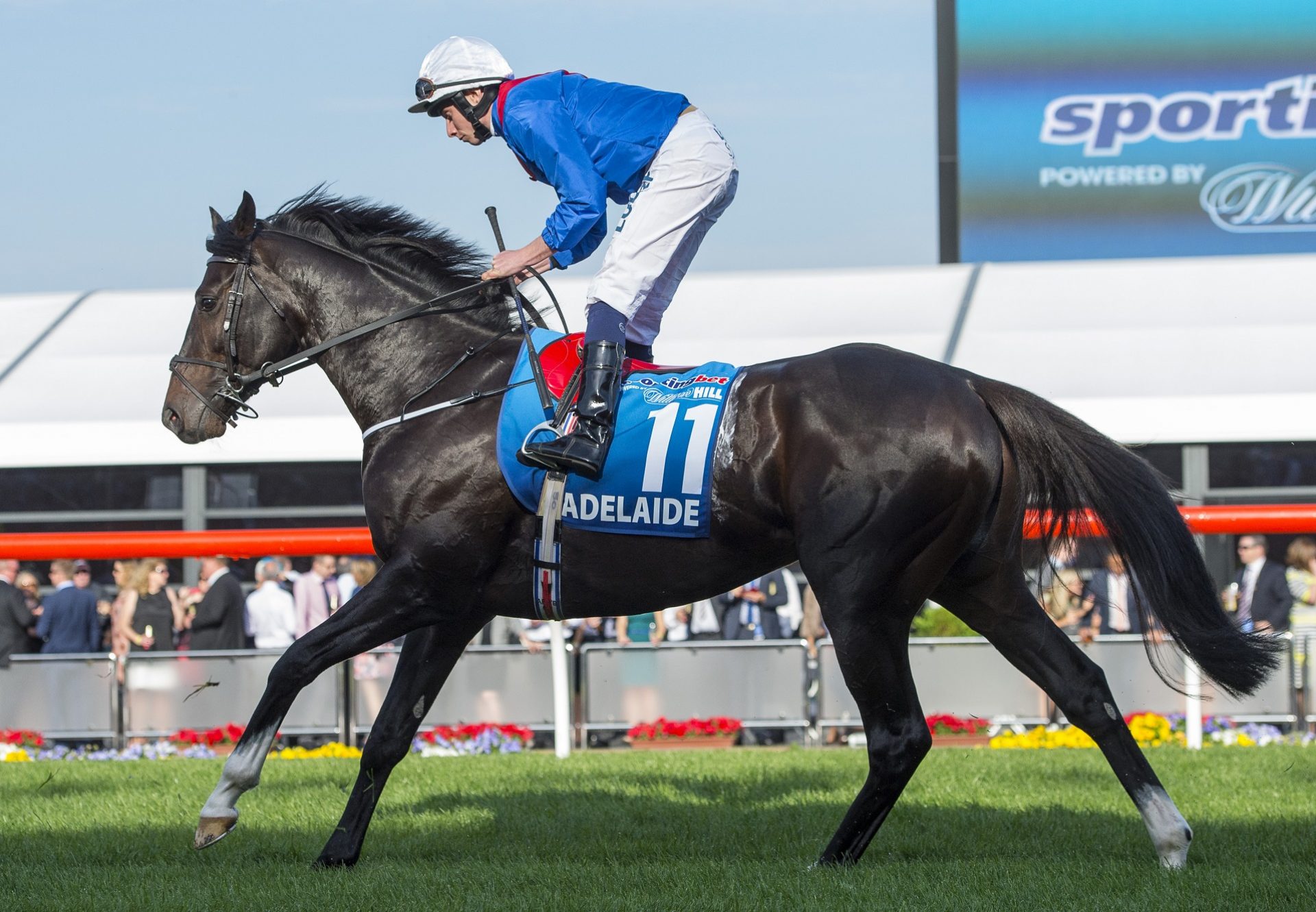 Adelaide on the way to the start for the Cox Plate