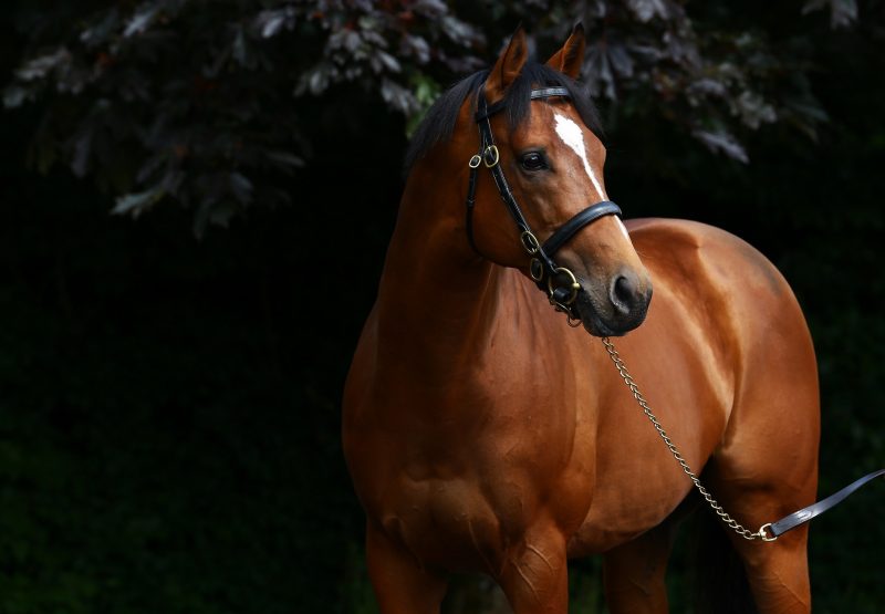 Gleneagles Head Shot