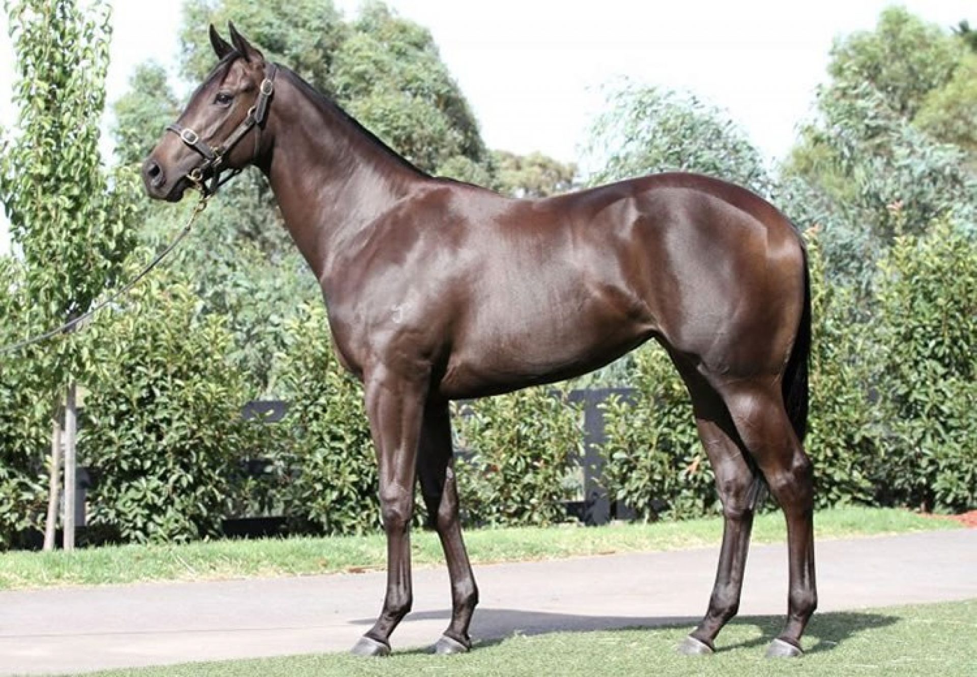 Pierro ex Rosaleen yearling filly