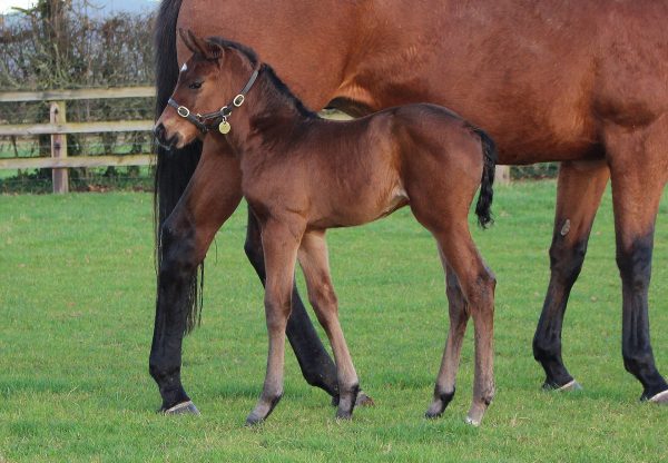 Usnf Filly Ex Far Fetched Web