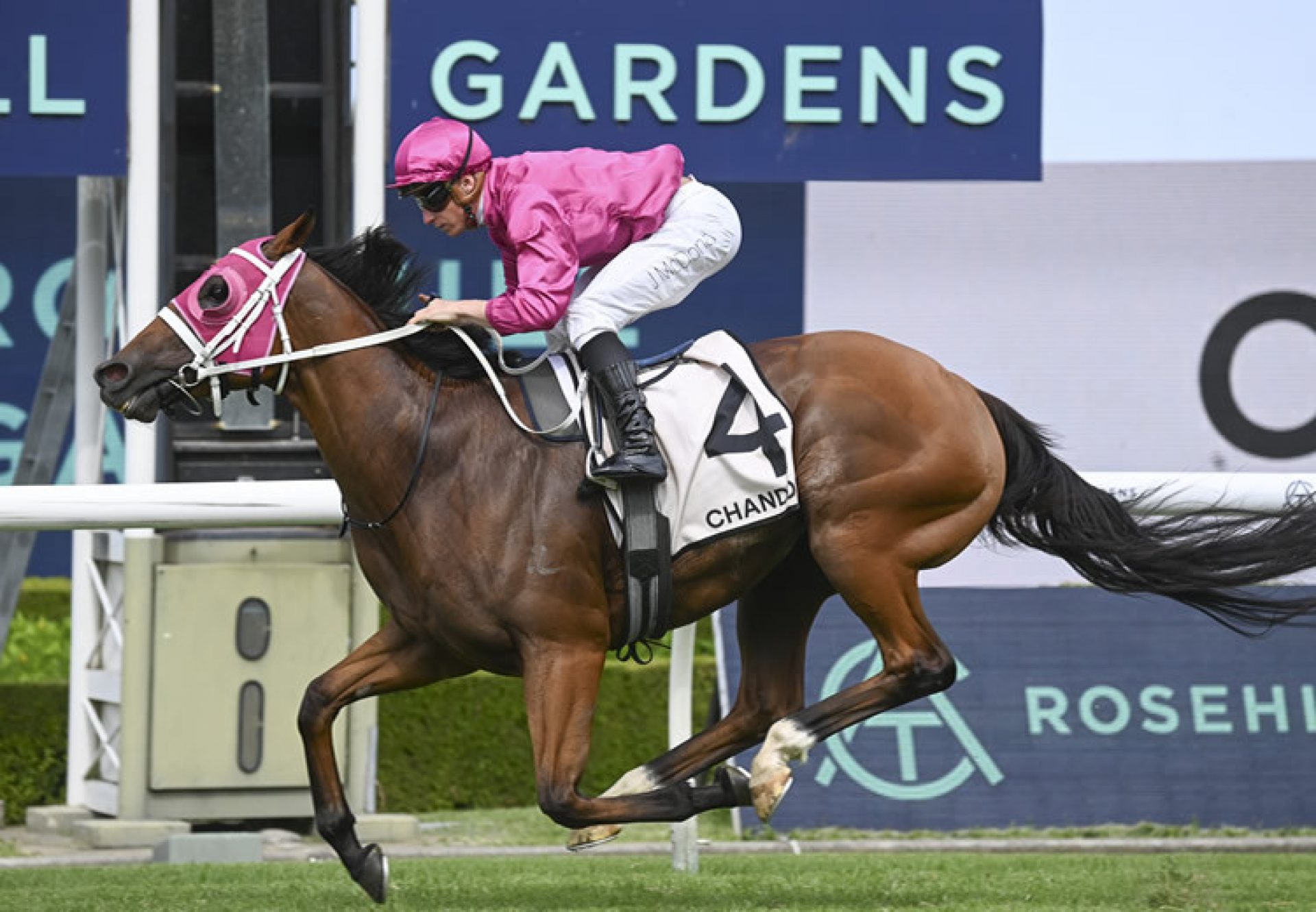 Robusto (Churchill) wins at Rosehill