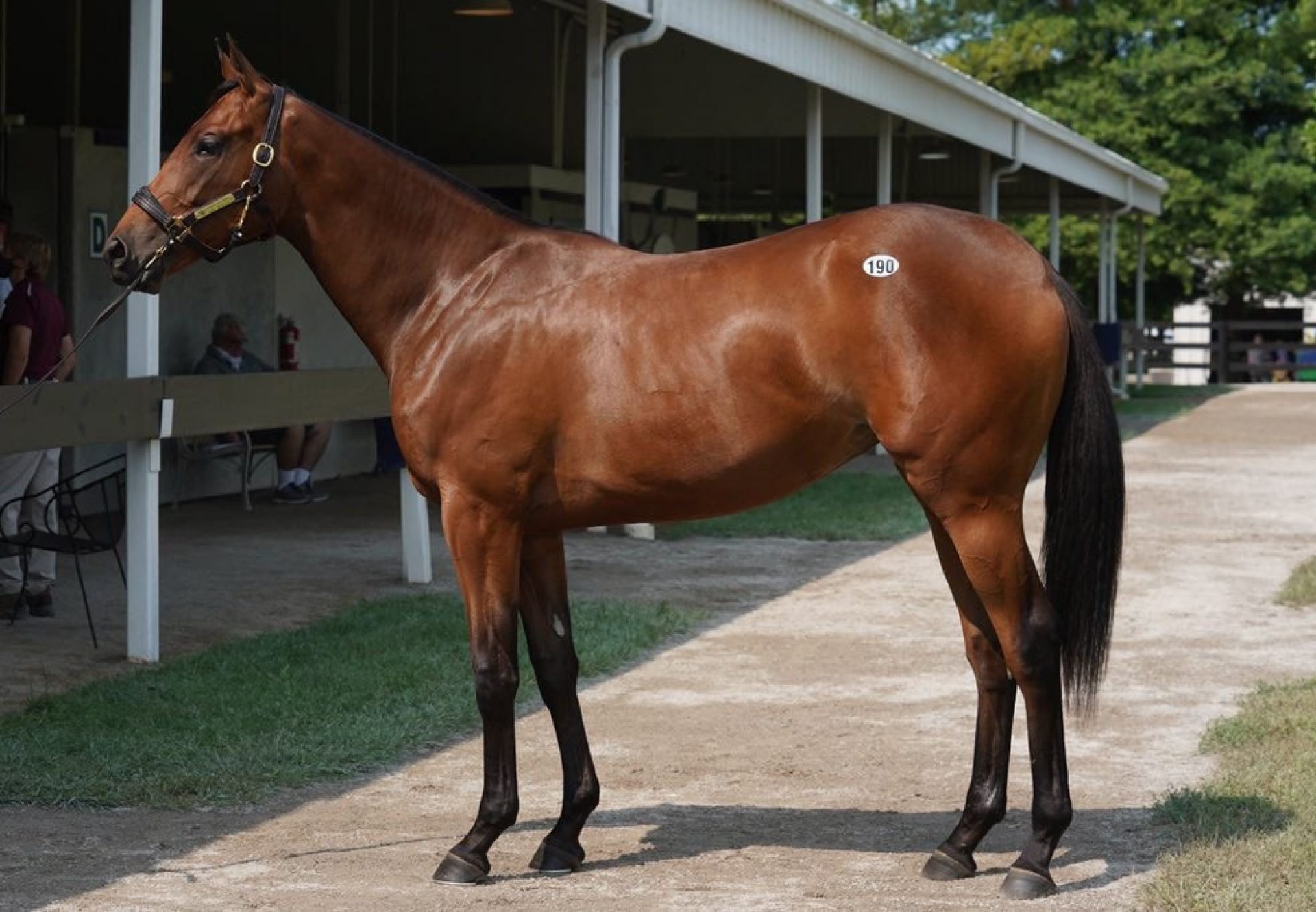 Practical Joke x Lady Micaela $320,000 Fasig Tipton