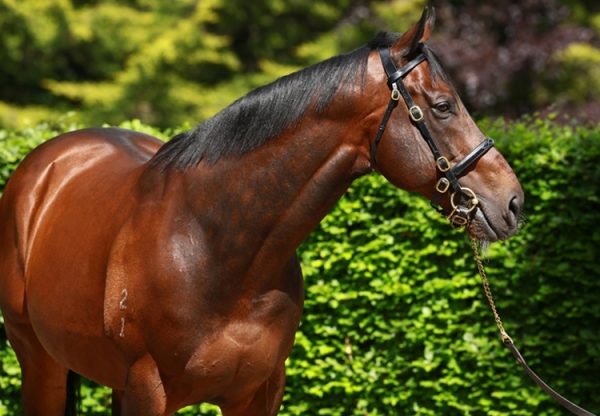 Fastnet Rock head shot