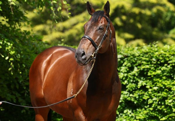 Fastnet Rock head shot