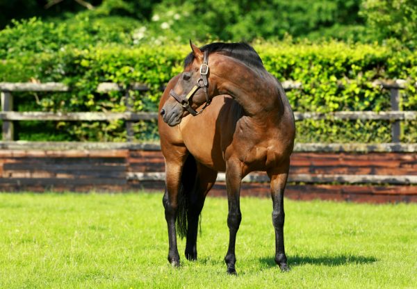 Rock Of Gibraltar paddock shot