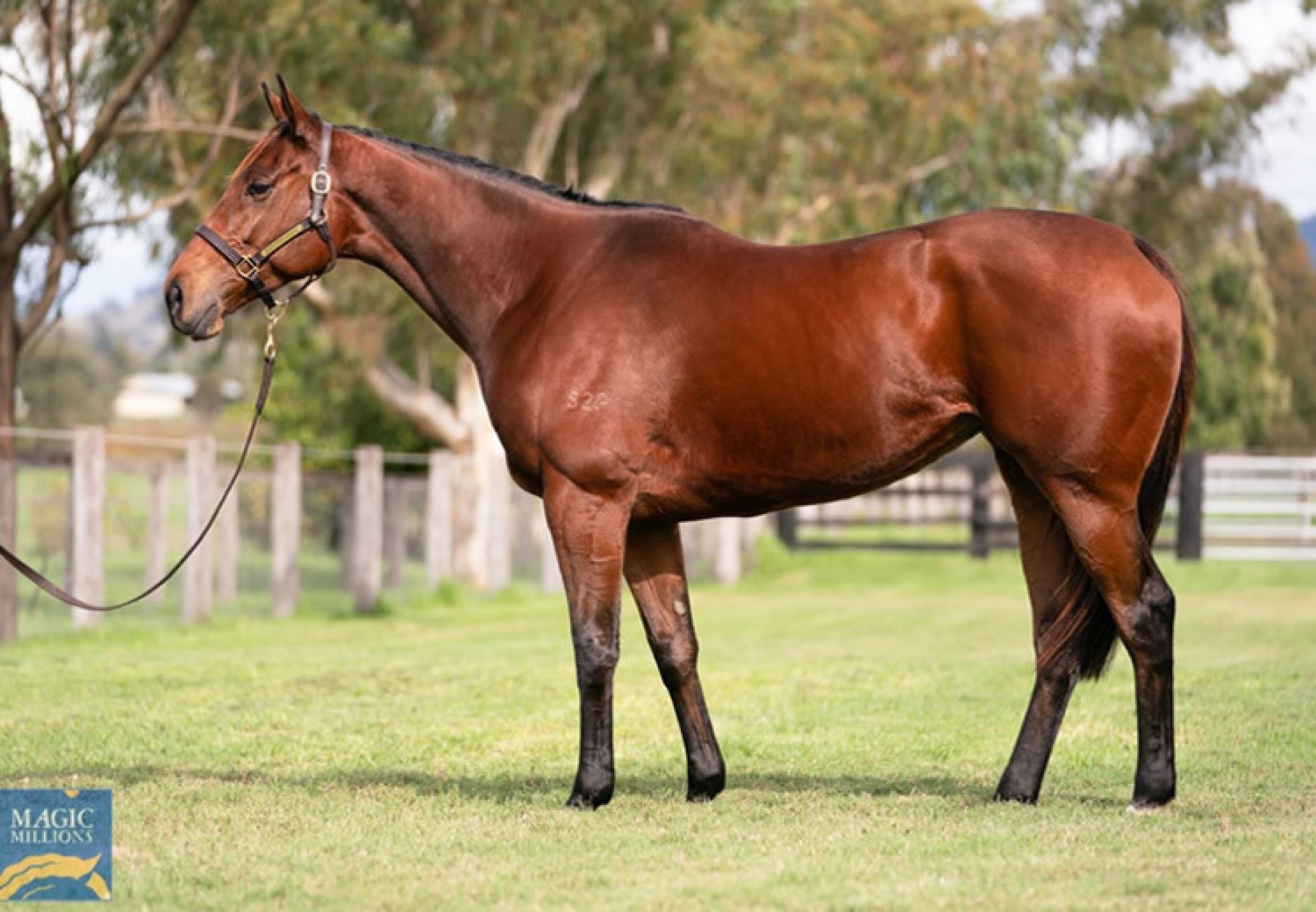 Arcadia Queen (Pierro) conformation shot