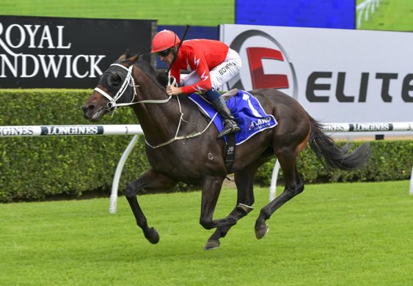 Wheelhouse (Pierro) winning at Randwick