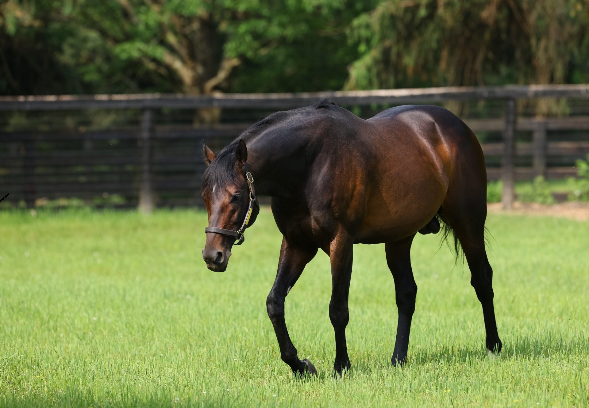 Mo Town Paddock Shot