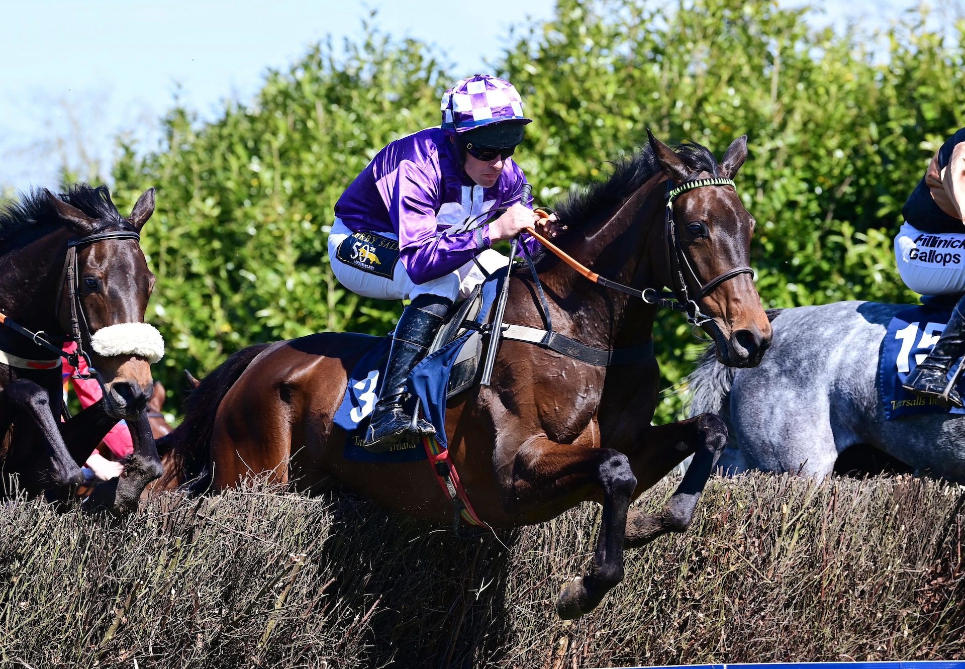 Kalo Athena (Soldier of Fortune) Wins On Debut At Tattersalls