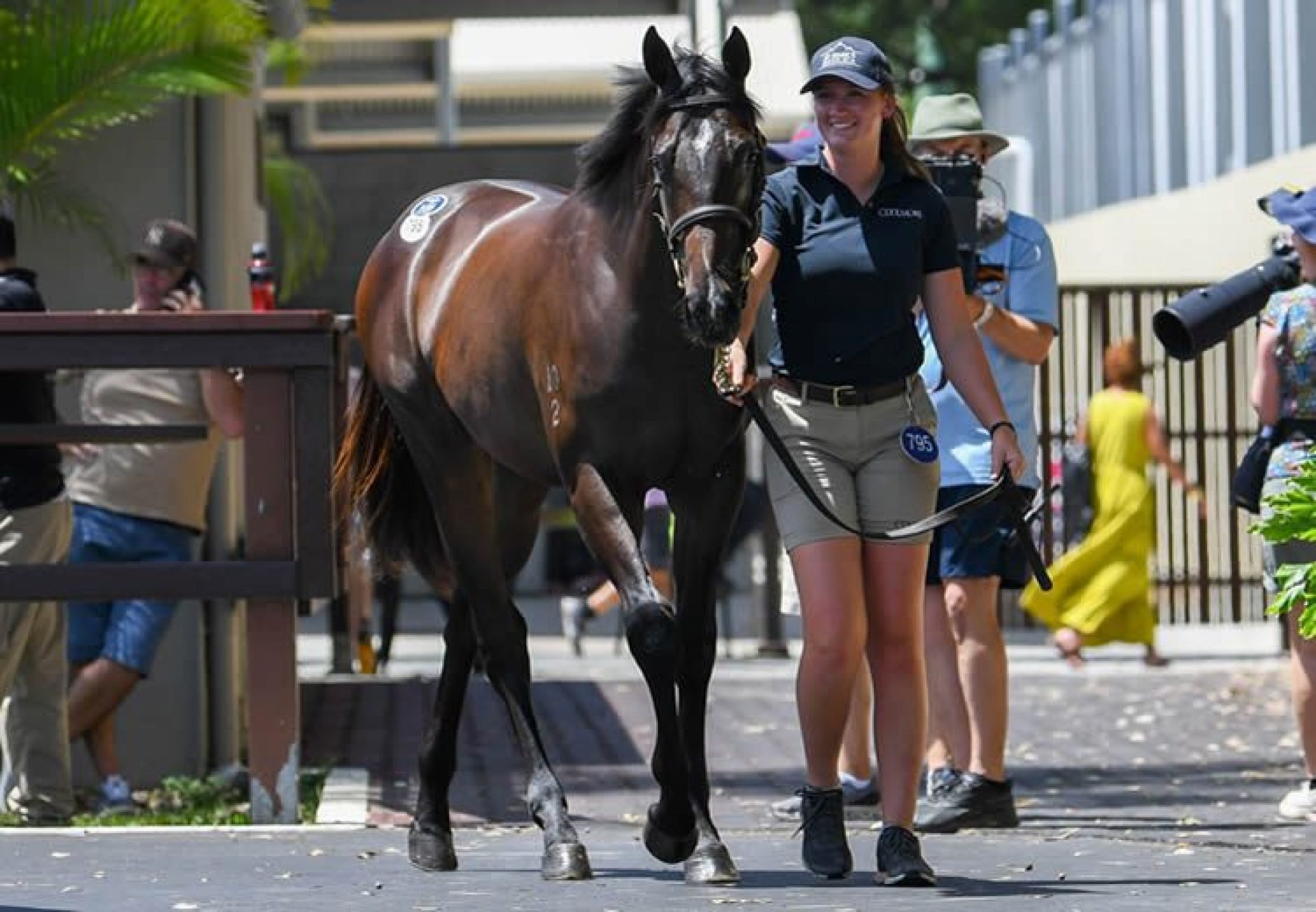 Justify X Invincible Star yearling colt after selling for $1.3 million at the Magic Millions