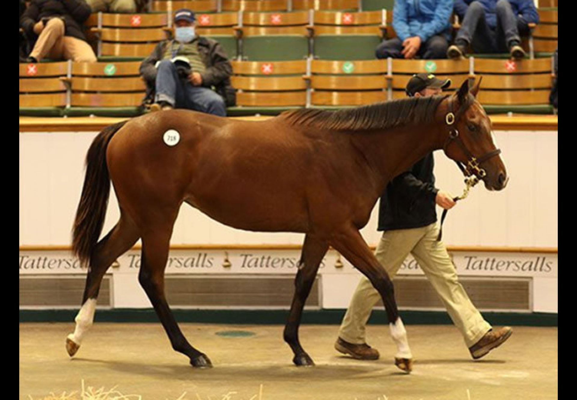 Churchill X Date With Destiny yearling filly