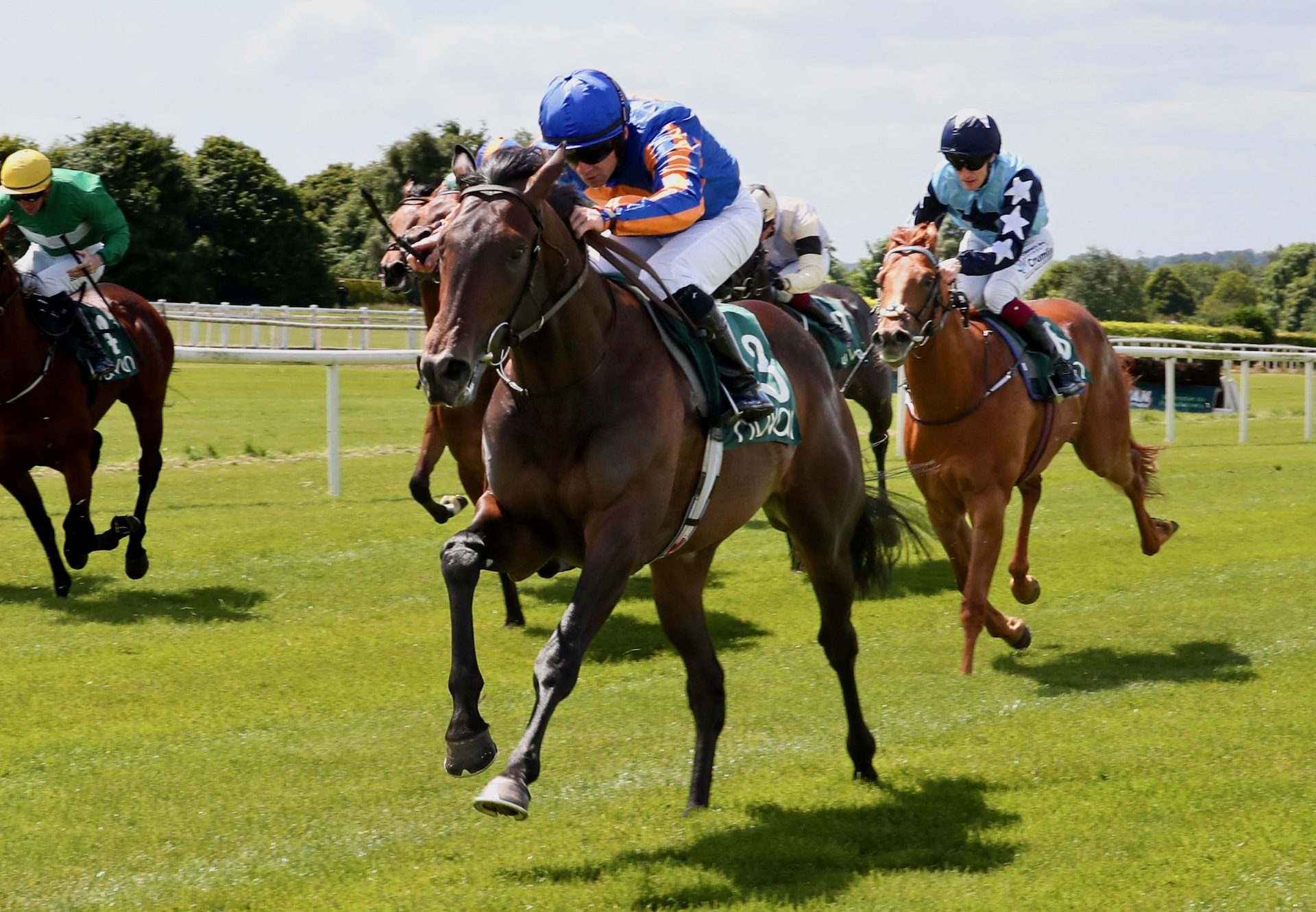 Celtic Chieftain (No Nay Never) Wins On Debut At Navan