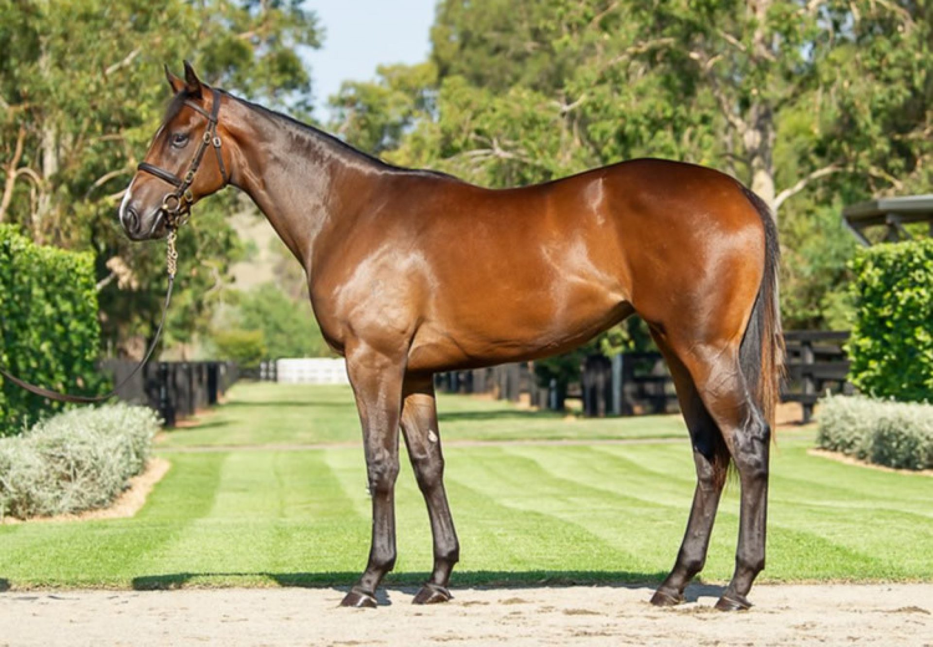 Justify X Invincibella yearling filly conformation shot