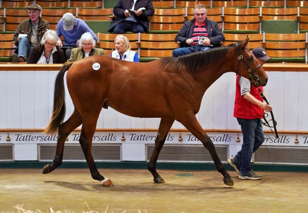 Gleneagles Colt Ex Ledena Sells For 325000gns at Tattersalls Bk 2