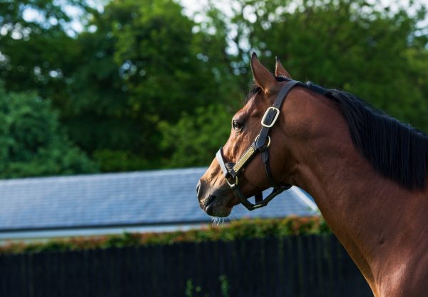 Gleneagles Paddock