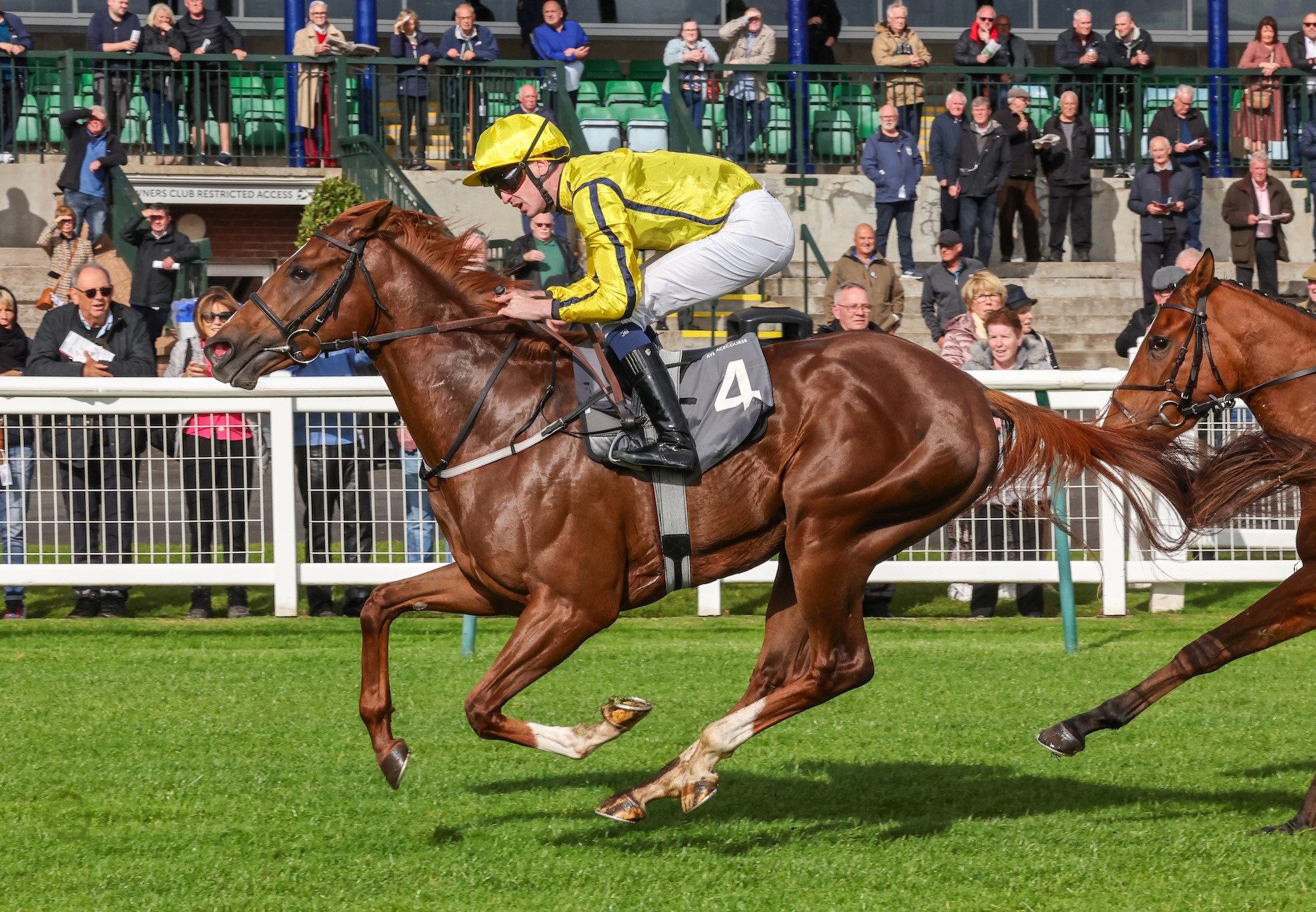 Golden Strike (Calyx) Wins Maiden At Ayr