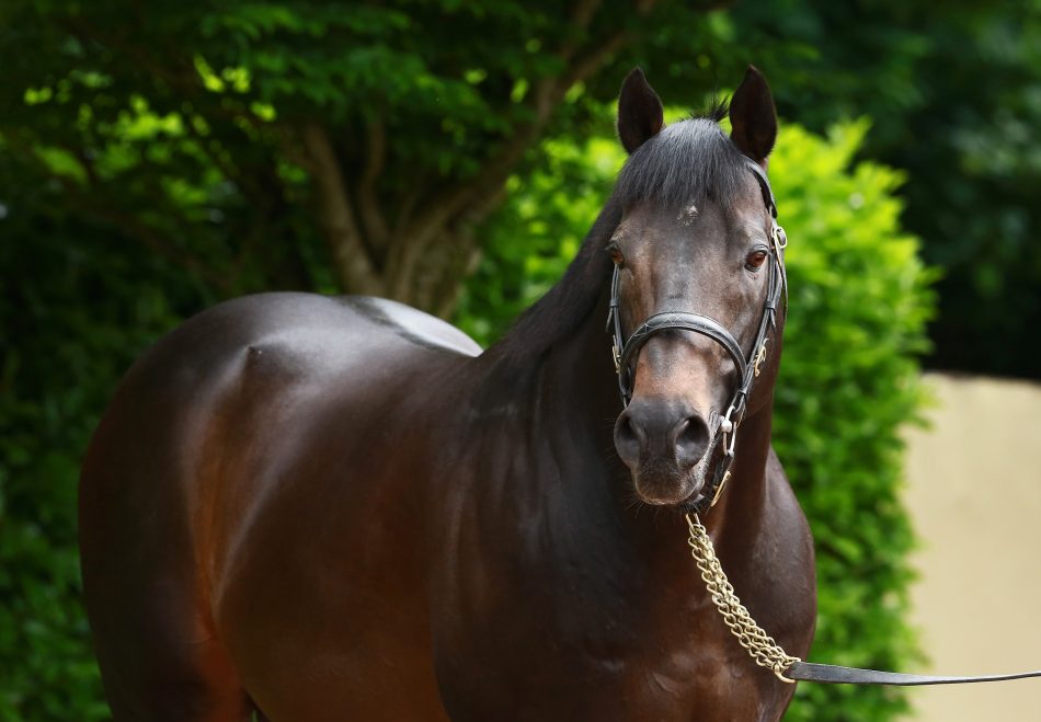 Awesome Czech (Mendelssohn) Wins The Suzie Ocain