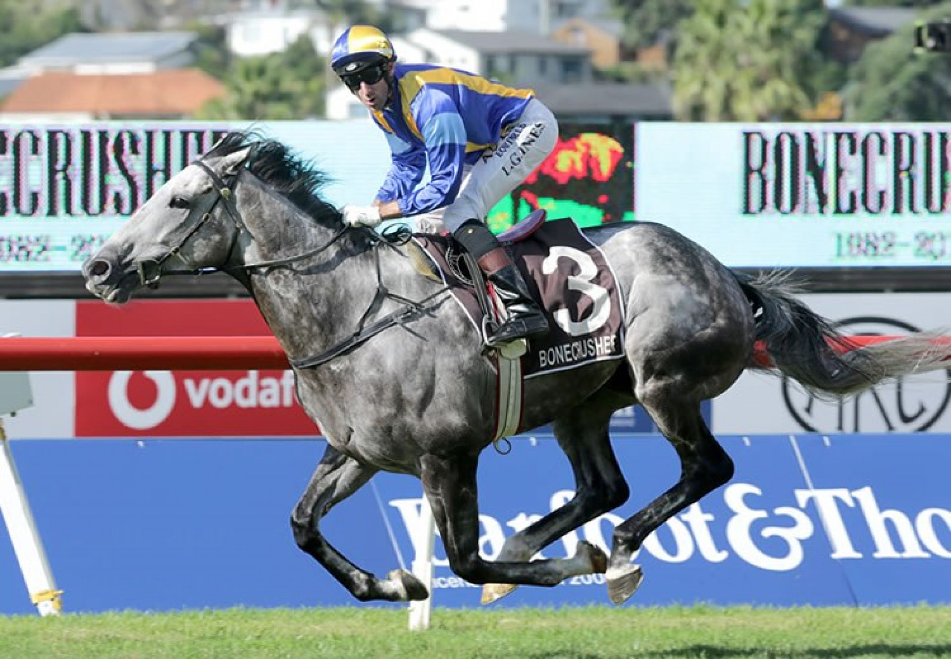 Saint Emilion (Mastercraftsman) winning the G1 Bonecrusher New Zealand Stakes