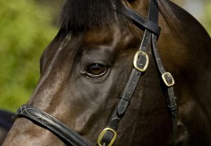 Al Riffa (Wootton Bassett) Wins His Maiden At The Curragh