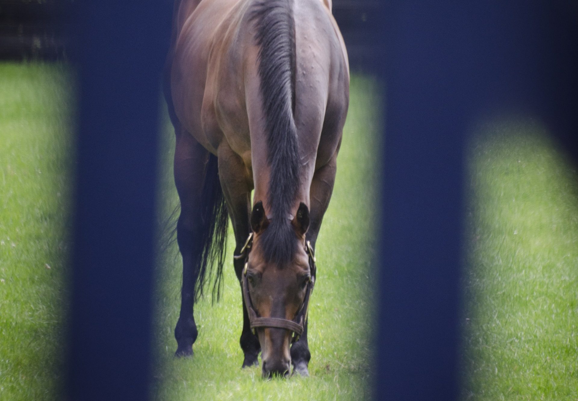 Rock Of Gibraltar paddock shot