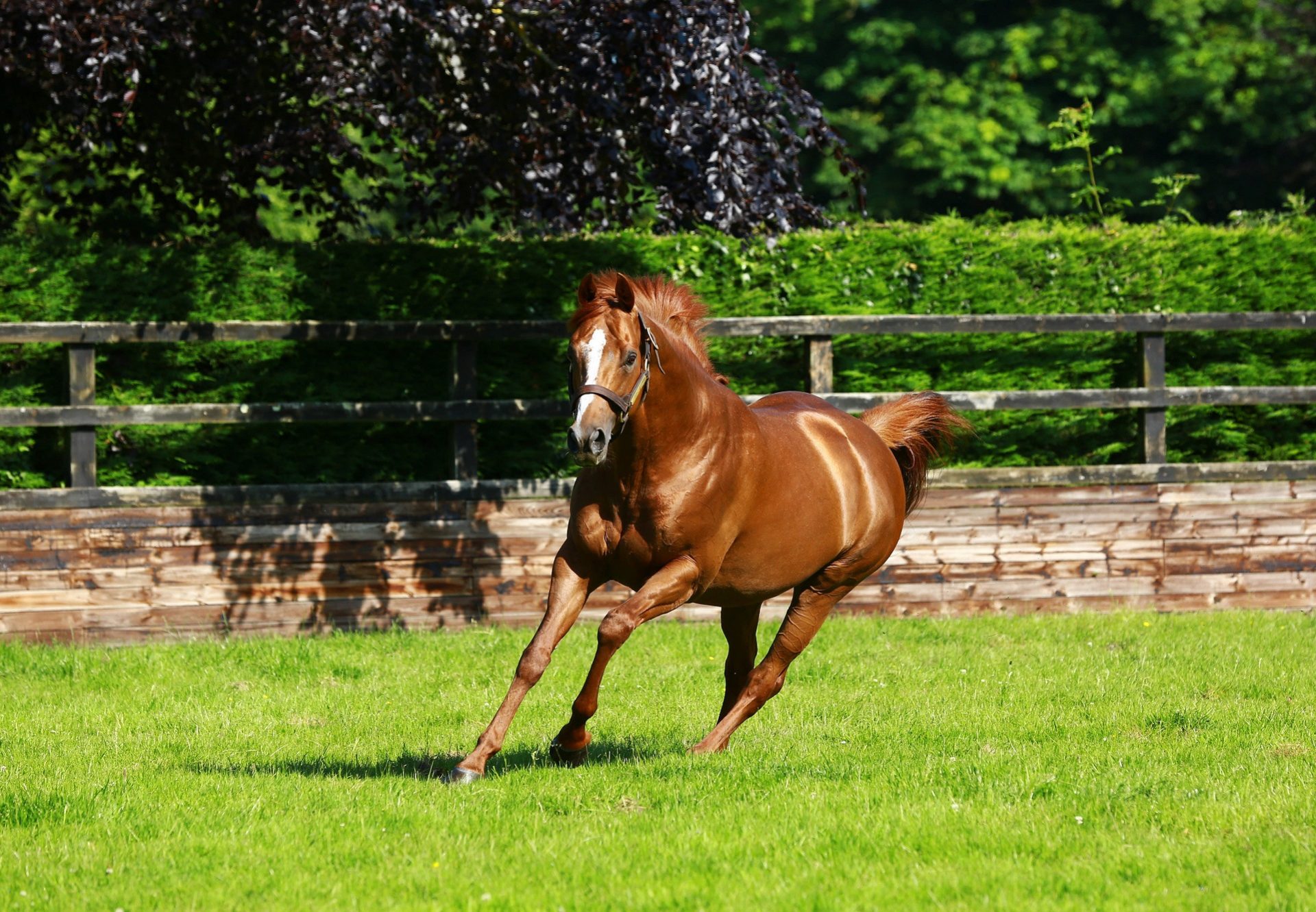 Ruler Of The World Paddock