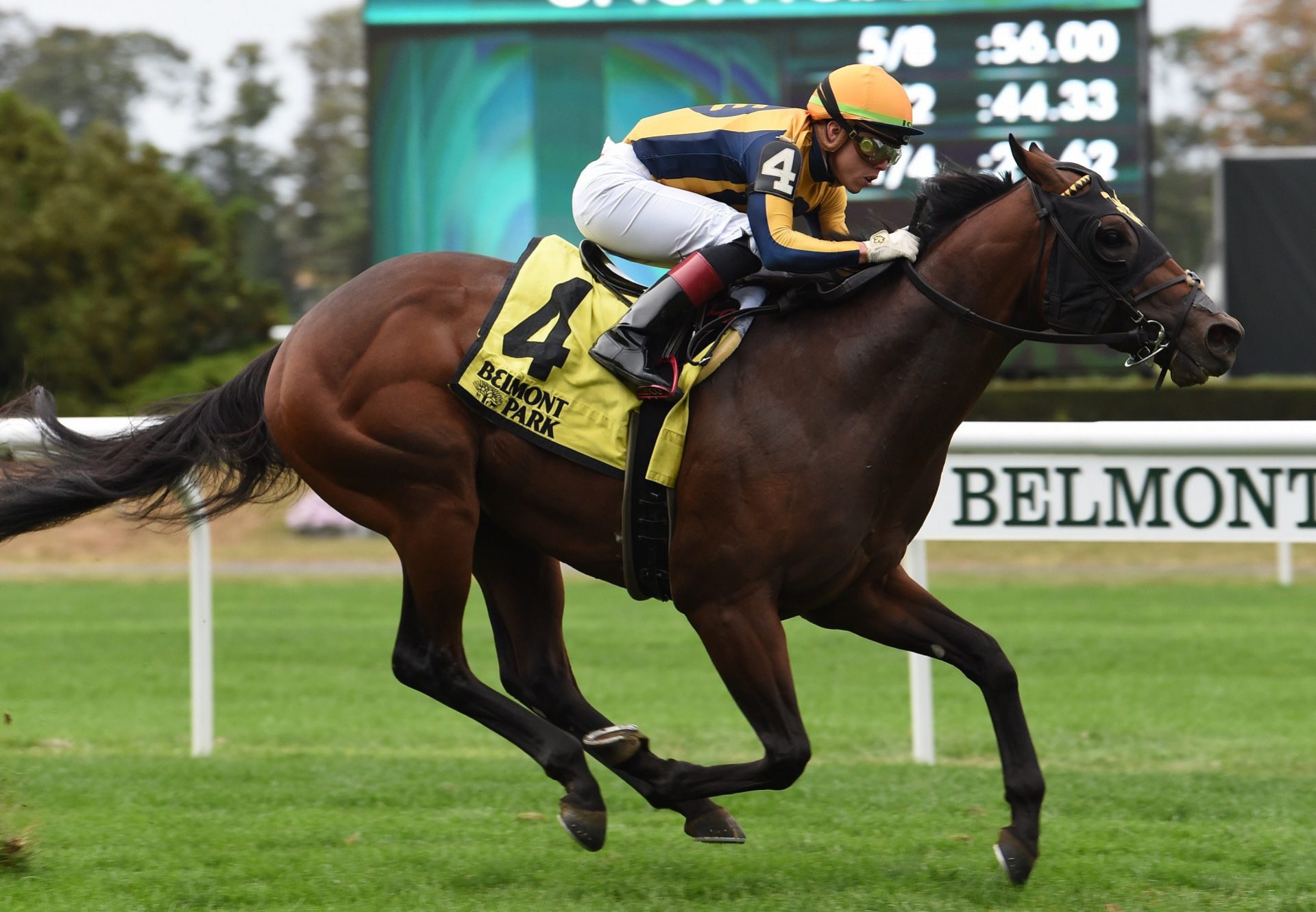 Four Wheel Drive (American Pharoah) winning the Gr.3 Futurity Stakes at Belmont