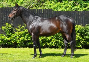 Ten Sovereigns Paddock