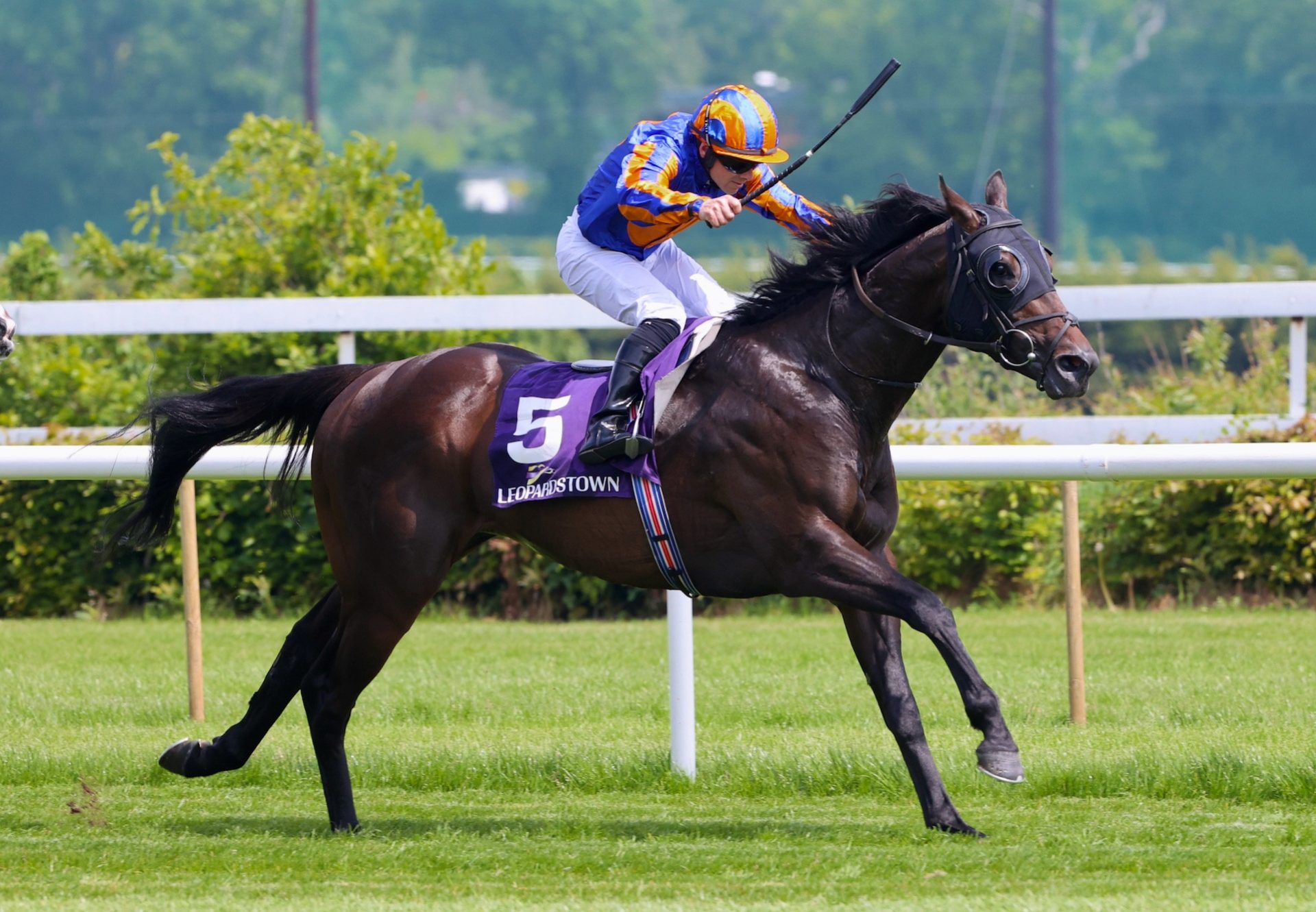 Igor Stravinsky (No Nay Never) Wins Maiden At Leopardstown