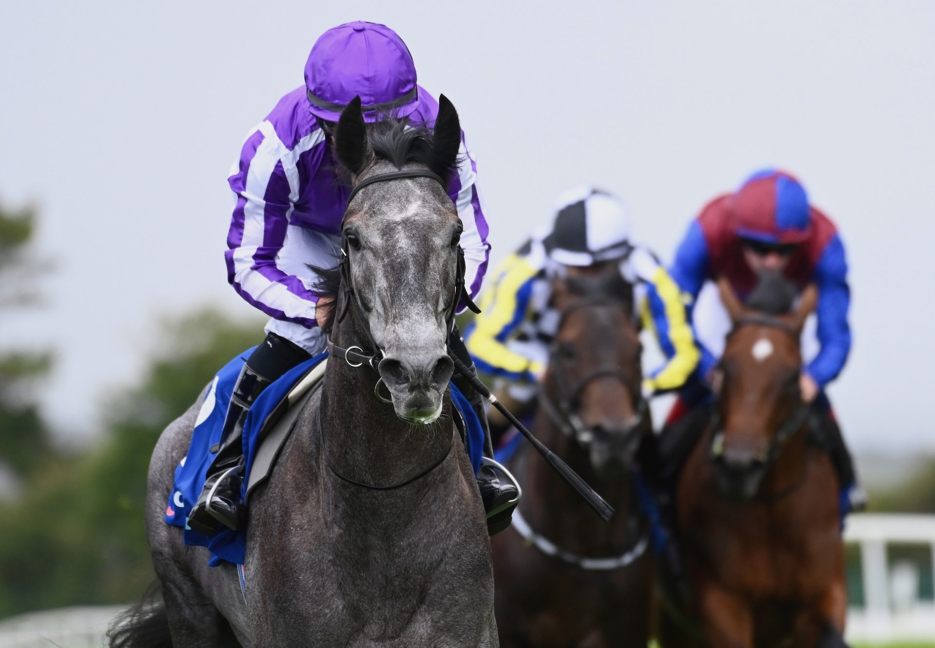 Puppet Master (Camelot) Impresses At Galway