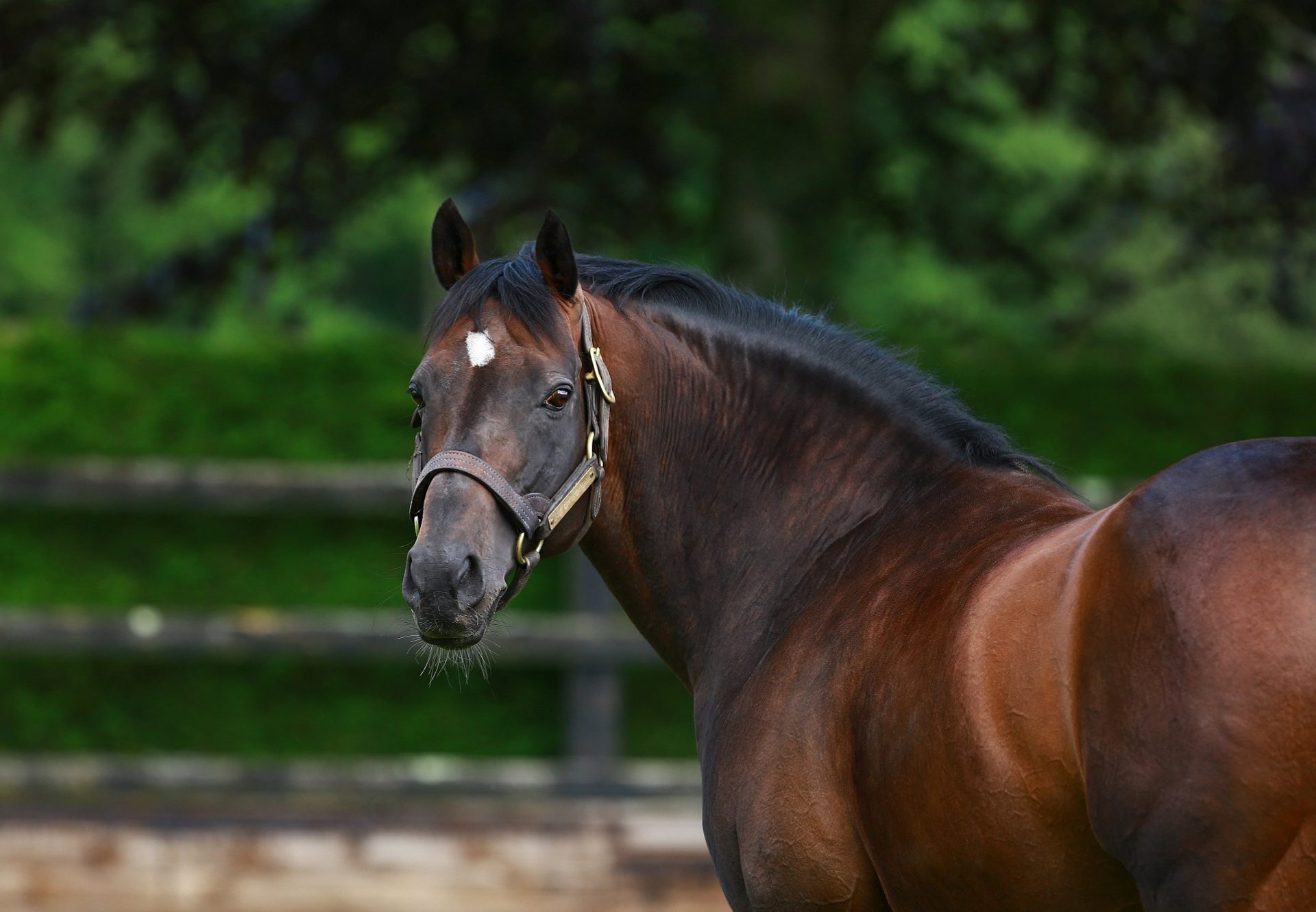 Holy Roman Emperor Paddock Shot