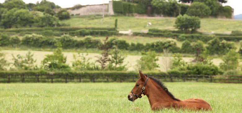 Wootton Bassett X Entreat Colt selling for 1.25 million guineas at Tattersalls