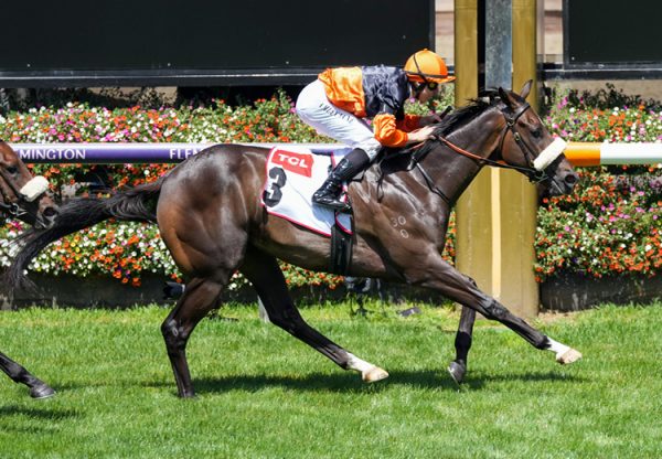 Maharba (Pride Of Dubai) winning the  Listed VRC Talindert Stakes at Flemington