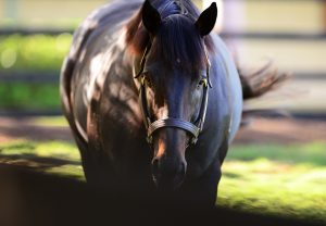 Pierro head shot