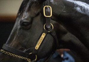 Pierro head shot