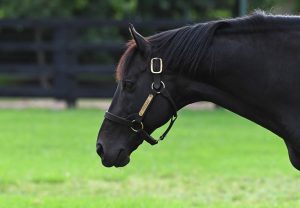 Pierro 17022021 Coolmore Lg3