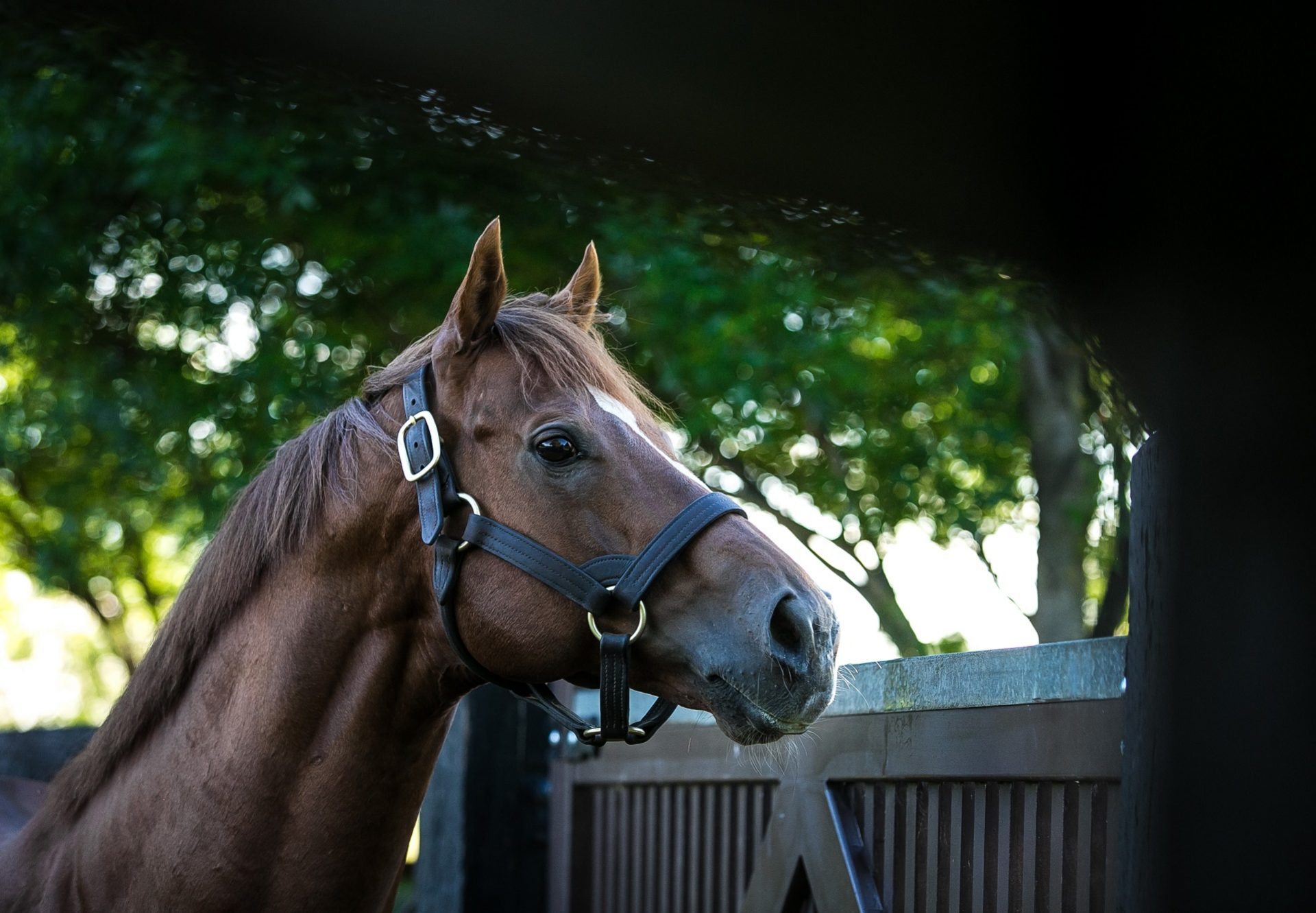 Starspangledbanner Head Shot