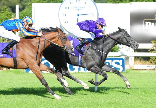 Howling Wolf (Footstepsinthesand) winning at Leopardstown