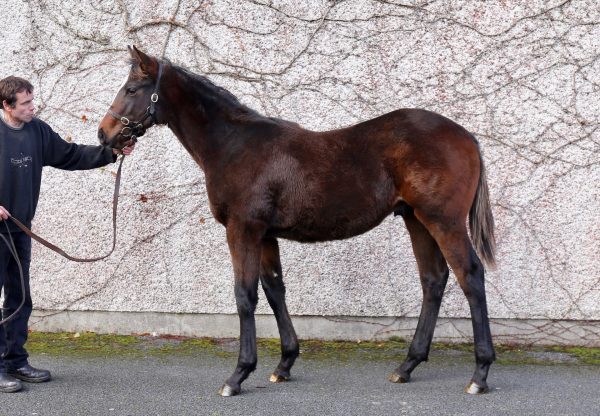 Footstepsinthesand Colt Ex Queen Of Carthage