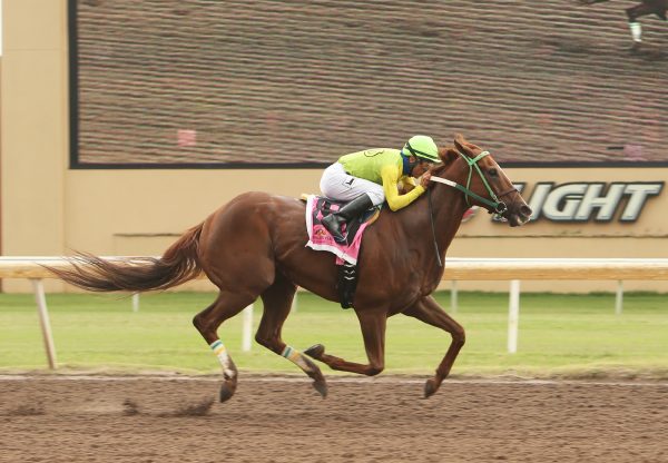 Chief Cicatriz (Munnings) wins the David M Vance Stakes at Remington Park