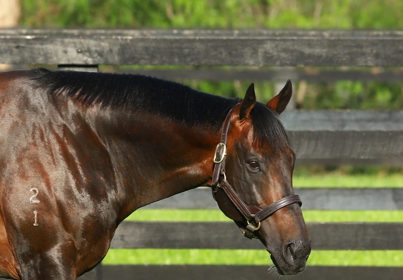 Fastnet Rock Paddock