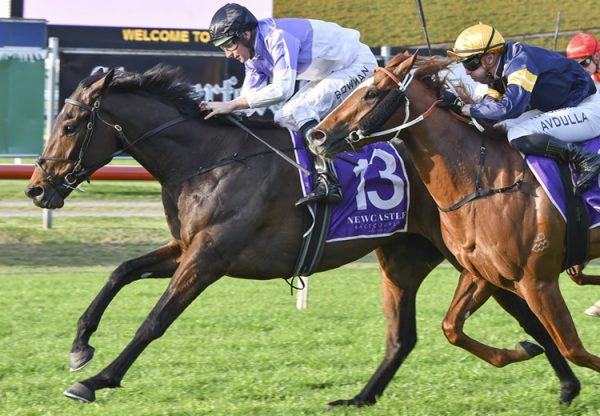 Stroke Of Luck (Fastnet Rock) winning at Newcastle