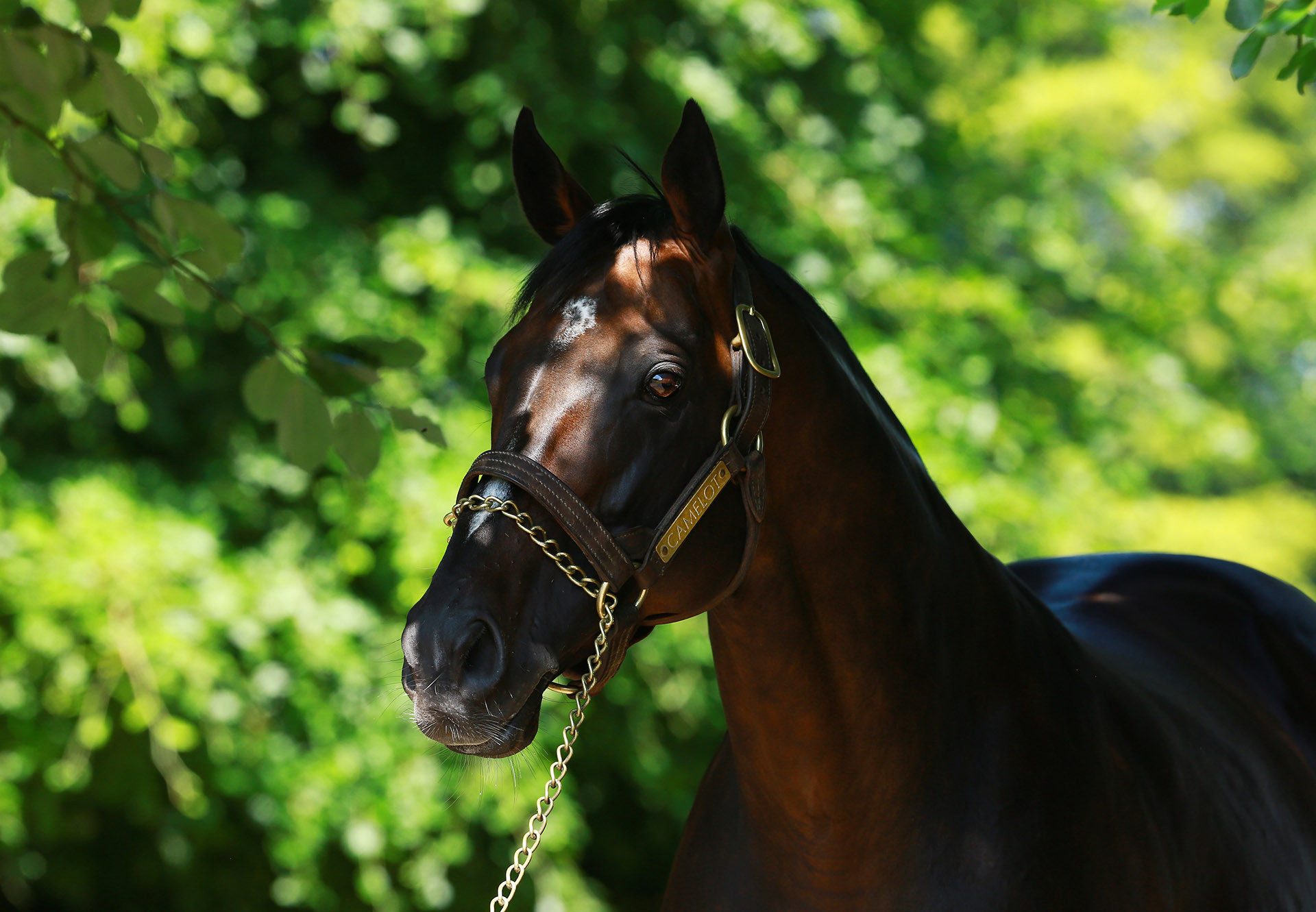 Camelot Head Shot