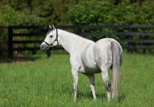 Cupid Paddock